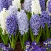 15/16cm, Delft Blue Mixed Hyacinth Flower Bulbs (Bag Of 50)