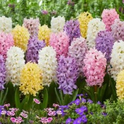 15/16cm, Pastel Mix Hyacinth Flower Bulbs (Bag Of 100)