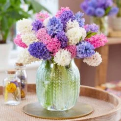 15/16cm, Pastel Mix Hyacinth Flower Bulbs (Bag Of 25) -Garden State Bulb garden state bulb flower bulbs ecf 153 25 01 31 1000