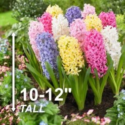 15/16cm, Pastel Mix Hyacinth Flower Bulbs (Bag Of 25) -Garden State Bulb garden state bulb flower bulbs ecf 153 25 01 4f 1000