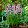 8/10 Cm Pink Wood Hyacinth Flower Bulbs (Bag Of 100) -Garden State Bulb garden state bulb flower bulbs ecf 154 100 02 64 1000