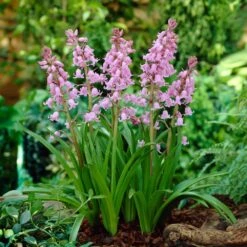 8/10 Cm Pink Wood Hyacinth Flower Bulbs (Bag Of 100)