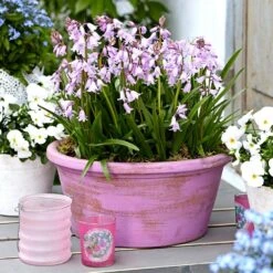 8/10 Cm Pink Wood Hyacinth Flower Bulbs (Bag Of 50) -Garden State Bulb garden state bulb flower bulbs ecf 154 50 01 31 1000