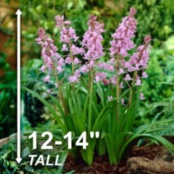 8/10 Cm Pink Wood Hyacinth Flower Bulbs (Bag Of 50) -Garden State Bulb garden state bulb flower bulbs ecf 154 50 01 4f 1000