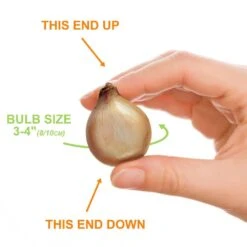 8/10 Cm, Blue Wood Hyacinth Flower Bulbs (Bag Of 100) -Garden State Bulb garden state bulb flower bulbs ecf 155 100 02 1f 1000