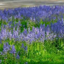 8/10 Cm, Blue Wood Hyacinth Flower Bulbs (Bag Of 50) -Garden State Bulb garden state bulb flower bulbs ecf 155 50 01 31 1000