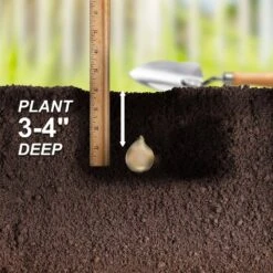 8/10 Cm, Blue Wood Hyacinth Flower Bulbs (Bag Of 50) -Garden State Bulb garden state bulb flower bulbs ecf 155 50 01 44 1000