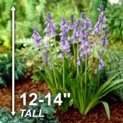 8/10 Cm, Blue Wood Hyacinth Flower Bulbs (Bag Of 50) -Garden State Bulb garden state bulb flower bulbs ecf 155 50 01 4f 1000