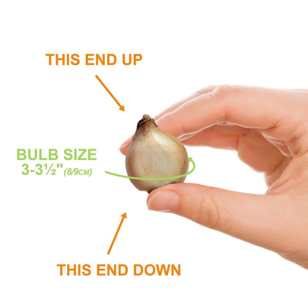 8/9 Cm, Muscari Grape Hyacinth Flower Bulbs (Bag Of 100) 6 8/9 Cm, Muscari Grape Hyacinth Flower Bulbs (Bag Of 100) - Image 4