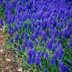 8/9 Cm, Muscari Grape Hyacinth Flower Bulbs (Bag Of 100) 15 8/9 Cm, Muscari Grape Hyacinth Flower Bulbs (Bag Of 100) -Garden State Bulb garden state bulb flower bulbs ecf 156 100 02 31 1000