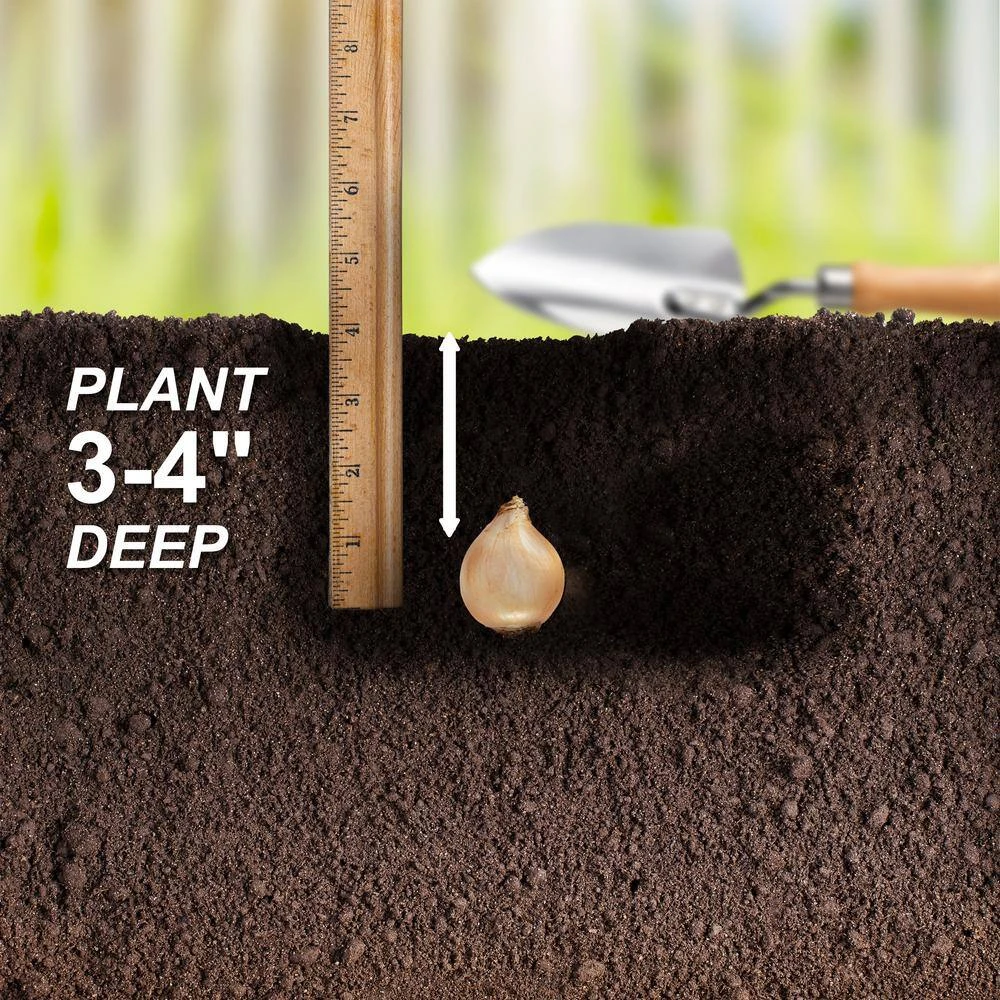 8/9 Cm, Muscari Grape Hyacinth Flower Bulbs (Bag Of 100) 7 8/9 Cm, Muscari Grape Hyacinth Flower Bulbs (Bag Of 100) - Image 5