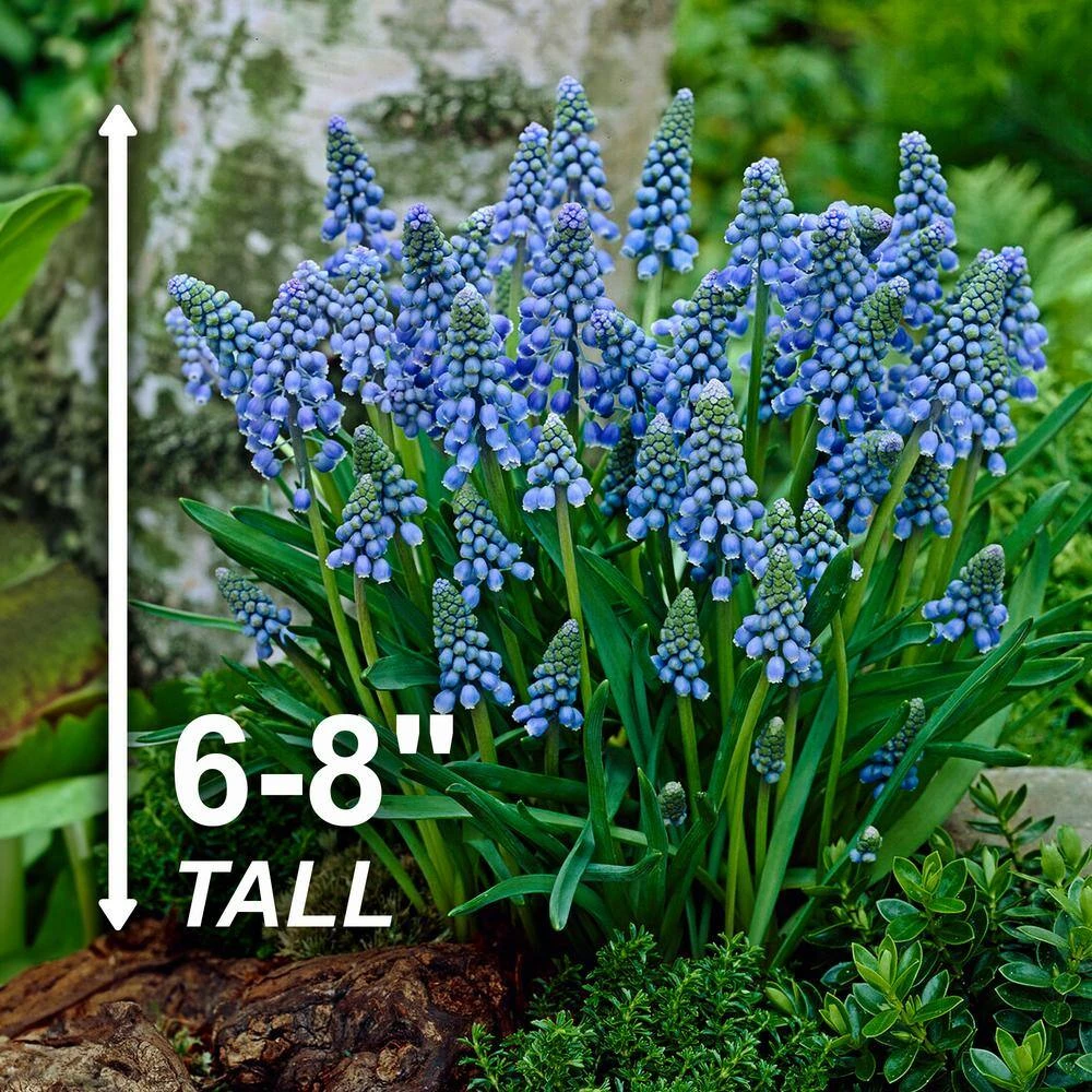 8/9 Cm, Muscari Grape Hyacinth Flower Bulbs (Bag Of 100) 5 8/9 Cm, Muscari Grape Hyacinth Flower Bulbs (Bag Of 100) - Image 3