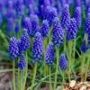 8/9 Cm, Muscari Grape Hyacinth Flower Bulbs (Bag Of 100)