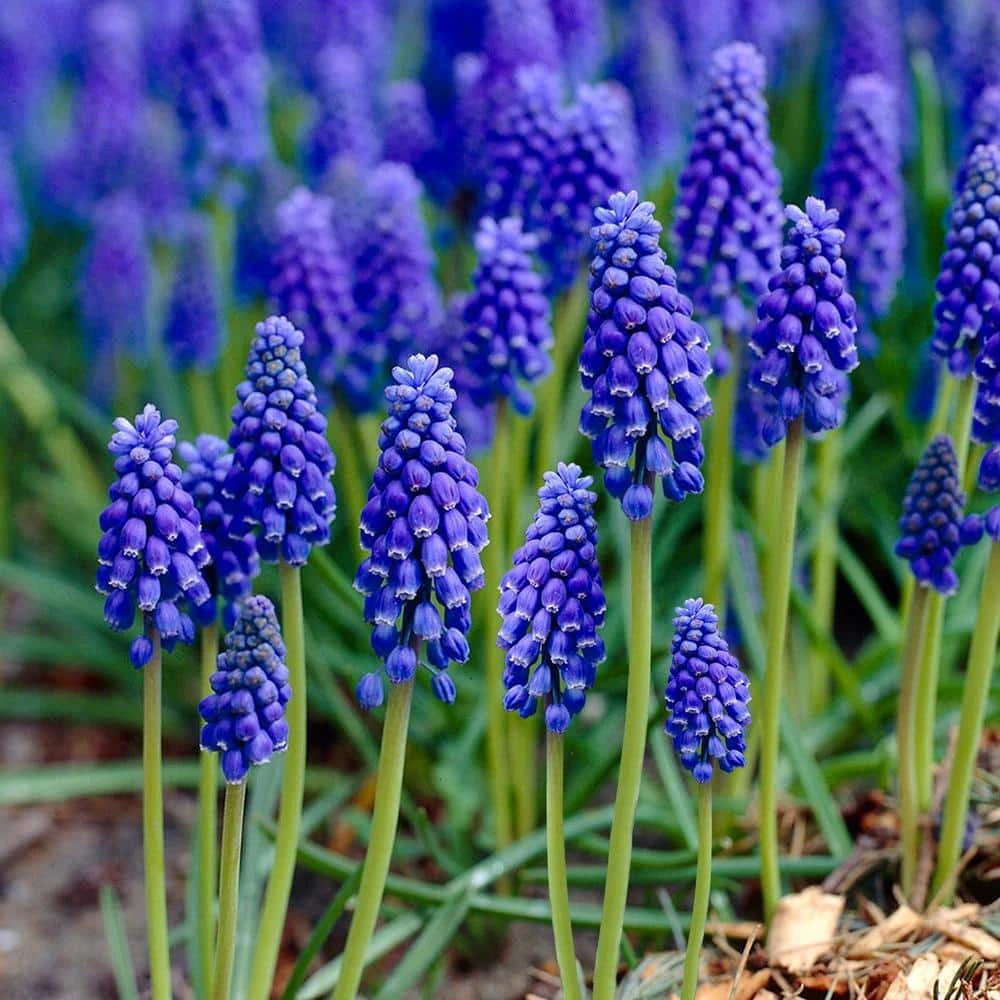 8/9 Cm, Muscari Grape Hyacinth Flower Bulbs (Bag Of 100) 3 8/9 Cm, Muscari Grape Hyacinth Flower Bulbs (Bag Of 100)