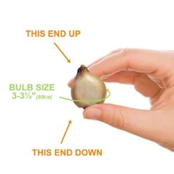 8/9 Cm, Muscari Grape Hyacinth Flower Bulbs (Bag Of 50) -Garden State Bulb garden state bulb flower bulbs ecf 156 50 01 1f 1000