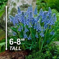 8/9 Cm, Muscari Grape Hyacinth Flower Bulbs (Bag Of 50) -Garden State Bulb garden state bulb flower bulbs ecf 156 50 01 4f 1000