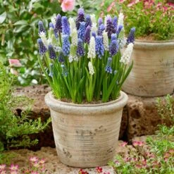 8/9 Cm Muscari Delft Blue Mix Grape Hyacinth Flower Bulbs (Bag Of 100) -Garden State Bulb garden state bulb flower bulbs ecf 157 100 02 31 1000