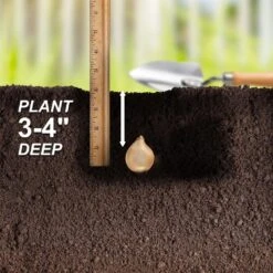 8/9 Cm Muscari Delft Blue Mix Grape Hyacinth Flower Bulbs (Bag Of 100) -Garden State Bulb garden state bulb flower bulbs ecf 157 100 02 44 1000