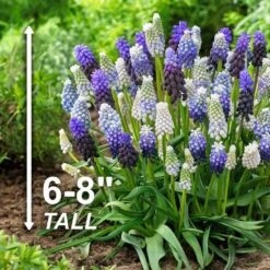 8/9 Cm Muscari Delft Blue Mix Grape Hyacinth Flower Bulbs (Bag Of 100) -Garden State Bulb garden state bulb flower bulbs ecf 157 100 02 4f 1000