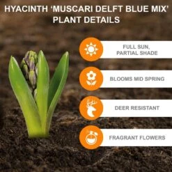 8/9 Cm Muscari Delft Blue Mix Grape Hyacinth Flower Bulbs (Bag Of 100) -Garden State Bulb garden state bulb flower bulbs ecf 157 100 02 c3 1000