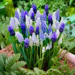 8/9 Cm, Muscari Delft Blue Mix Grape Hyacinth Flower Bulbs (Bag Of 50)