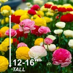 6/7 Cm Ranunculus Bulbs Mixed (Bag Of 100) 14 6/7 Cm Ranunculus Bulbs Mixed (Bag Of 100) -Garden State Bulb garden state bulb flower bulbs ecf 16 100 44 1000