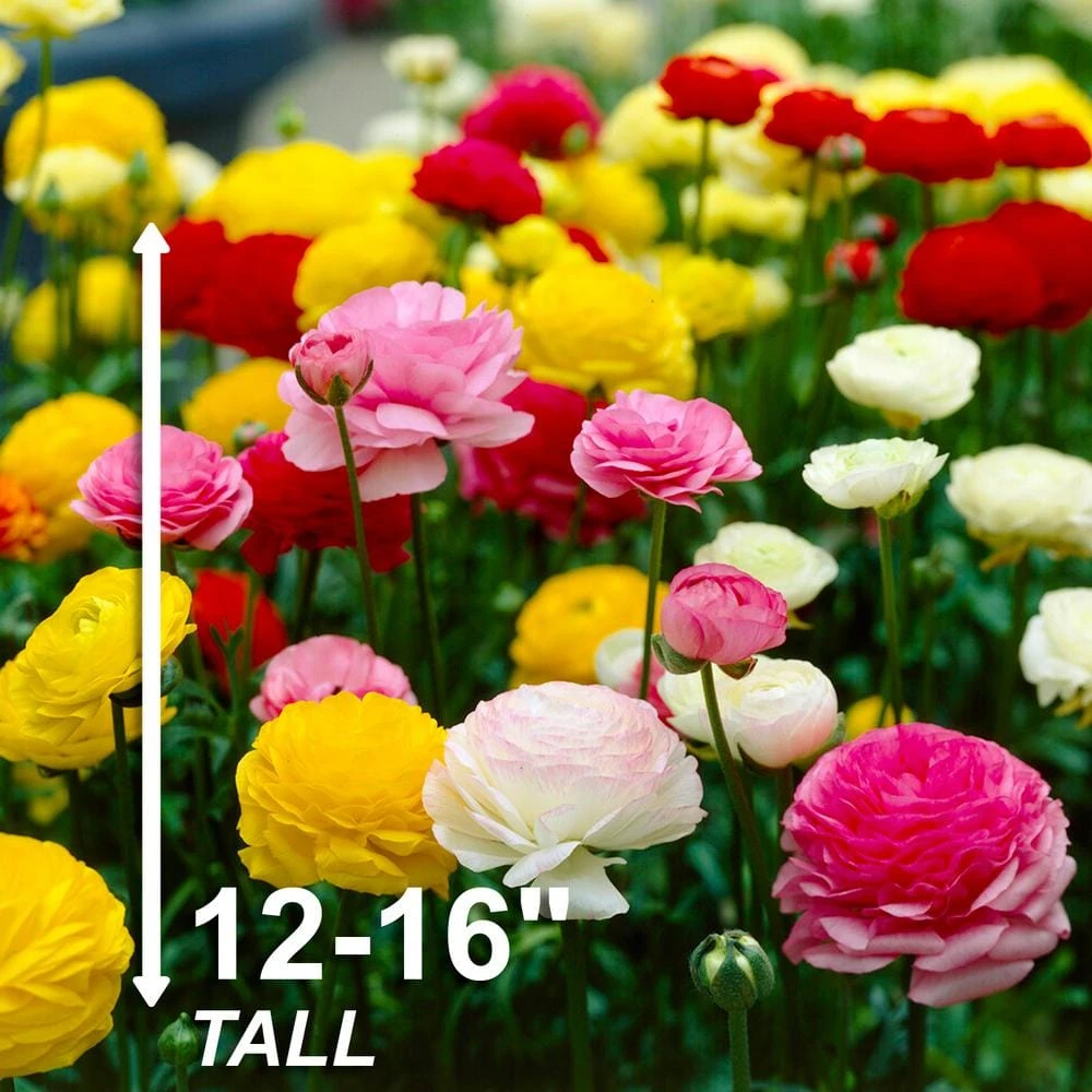 6/7 Cm Ranunculus Bulbs Mixed (Bag Of 100) 7 6/7 Cm Ranunculus Bulbs Mixed (Bag Of 100) - Image 5