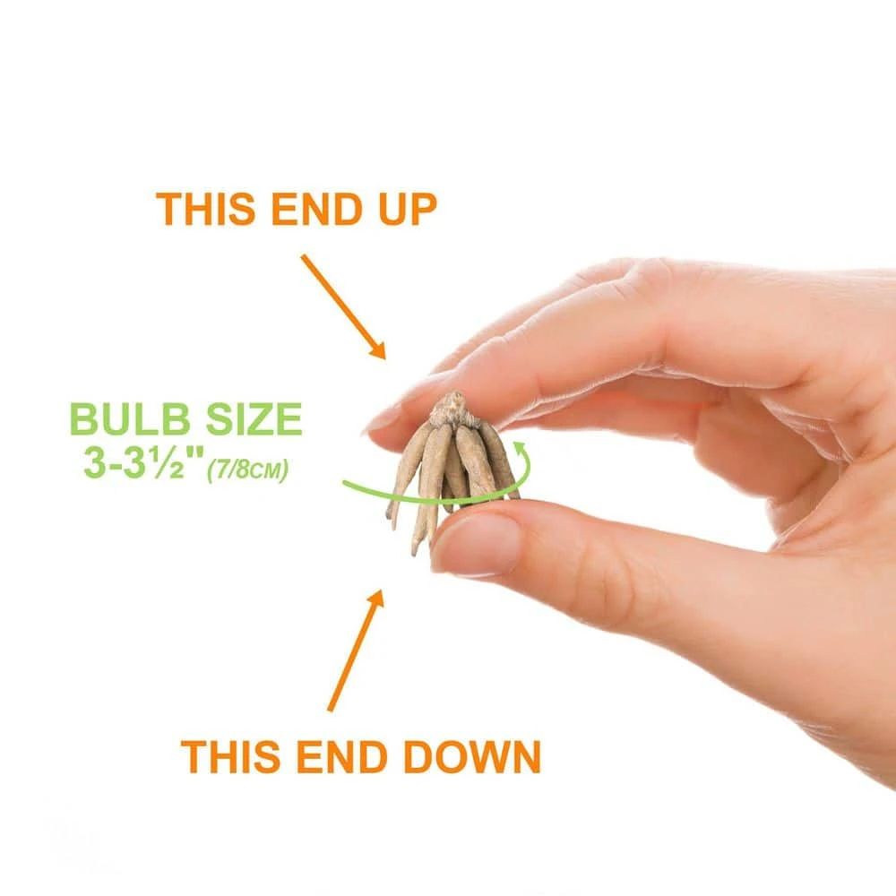 6/7 Cm Ranunculus Bulbs Mixed (Bag Of 100) 5 6/7 Cm Ranunculus Bulbs Mixed (Bag Of 100) - Image 3