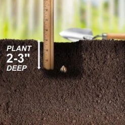 6/7 Cm Ranunculus Bulbs Mixed (Bag Of 100) 15 6/7 Cm Ranunculus Bulbs Mixed (Bag Of 100) -Garden State Bulb garden state bulb flower bulbs ecf 16 100 fa 1000