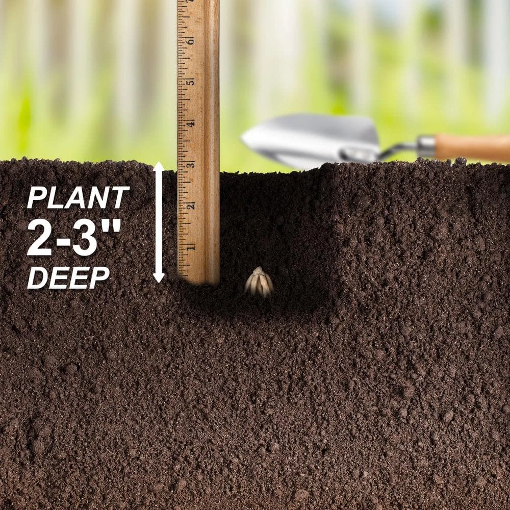 6/7 Cm Ranunculus Bulbs Mixed (Bag Of 100) 8 6/7 Cm Ranunculus Bulbs Mixed (Bag Of 100) - Image 6