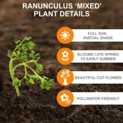 6/7 Cm Ranunculus Bulbs Mixed (Bag Of 50) -Garden State Bulb garden state bulb flower bulbs ecf 16 50 1f 1000