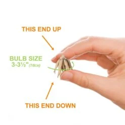 6/7 Cm Ranunculus Bulbs Mixed (Bag Of 50) -Garden State Bulb garden state bulb flower bulbs ecf 16 50 4f 1000