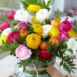 6/7 Cm Ranunculus Bulbs Mixed (Bag Of 50)