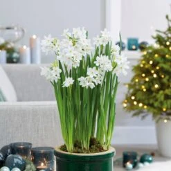 14/15 Cm. Ziva Paperwhite Narcissus Flower Bulbs (Bag Of 60)