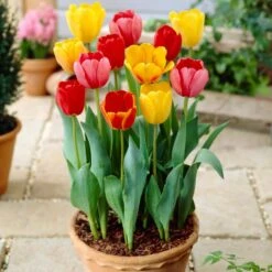 12/+ Cm, Darwin Hybrid Tequila Sunrise Mix Tulip Flower Bulbs (Bag Of 100) -Garden State Bulb garden state bulb flower bulbs ecf 31 100 04 31 1000
