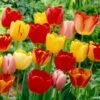 12/+ Cm, Darwin Hybrid Tequila Sunrise Mix Tulip Flower Bulbs (Bag Of 25) 1 12/+ Cm, Darwin Hybrid Tequila Sunrise Mix Tulip Flower Bulbs (Bag Of 25) -Garden State Bulb garden state bulb flower bulbs ecf 31 25 01 64 1000