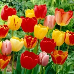 12/+ Cm, Darwin Hybrid Tequila Sunrise Mix Tulip Flower Bulbs (Bag Of 25)