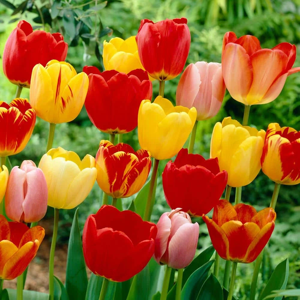 12/+ Cm, Darwin Hybrid Tequila Sunrise Mix Tulip Flower Bulbs (Bag Of 25) 3 12/+ Cm, Darwin Hybrid Tequila Sunrise Mix Tulip Flower Bulbs (Bag Of 25)