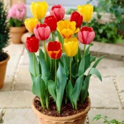 12/+ Cm, Darwin Hybrid Tequila Sunrise Mix Tulip Flower Bulbs (Bag Of 50) -Garden State Bulb garden state bulb flower bulbs ecf 31 50 02 31 1000