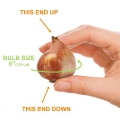 12/+ Cm, Breeders Mix Multi-Color Tulip Flower Bulbs (Bag Of 100) -Garden State Bulb garden state bulb flower bulbs ecf 32 100 04 1f 1000