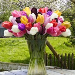 12/+ Cm, Breeders Mix Multi-color Tulip Flower Bulbs (Bag Of 25) 17 12/+ Cm, Breeders Mix Multi-color Tulip Flower Bulbs (Bag Of 25) -Garden State Bulb garden state bulb flower bulbs ecf 32 25 01 31 1000