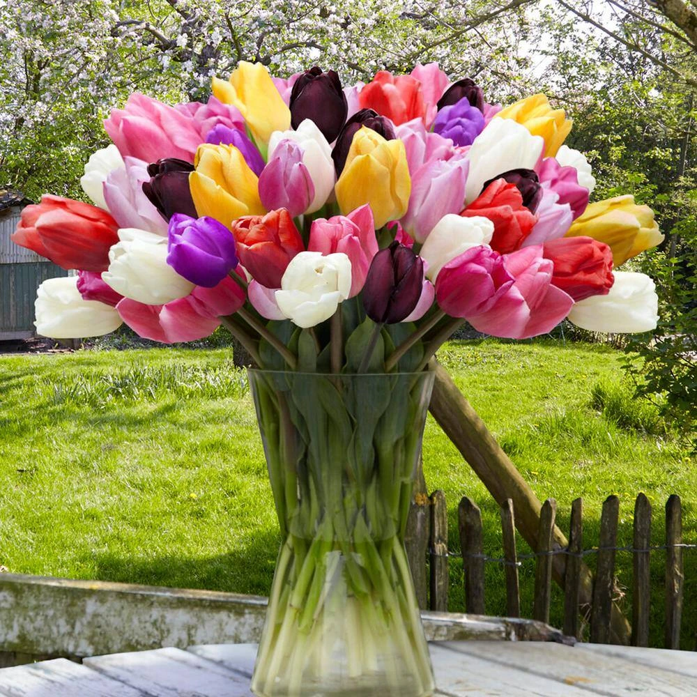 12/+ Cm, Breeders Mix Multi-color Tulip Flower Bulbs (Bag Of 25) 10 12/+ Cm, Breeders Mix Multi-color Tulip Flower Bulbs (Bag Of 25) - Image 8