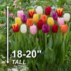 12/+ Cm, Breeders Mix Multi-color Tulip Flower Bulbs (Bag Of 25) 12 12/+ Cm, Breeders Mix Multi-color Tulip Flower Bulbs (Bag Of 25) -Garden State Bulb garden state bulb flower bulbs ecf 32 25 01 4f 1000