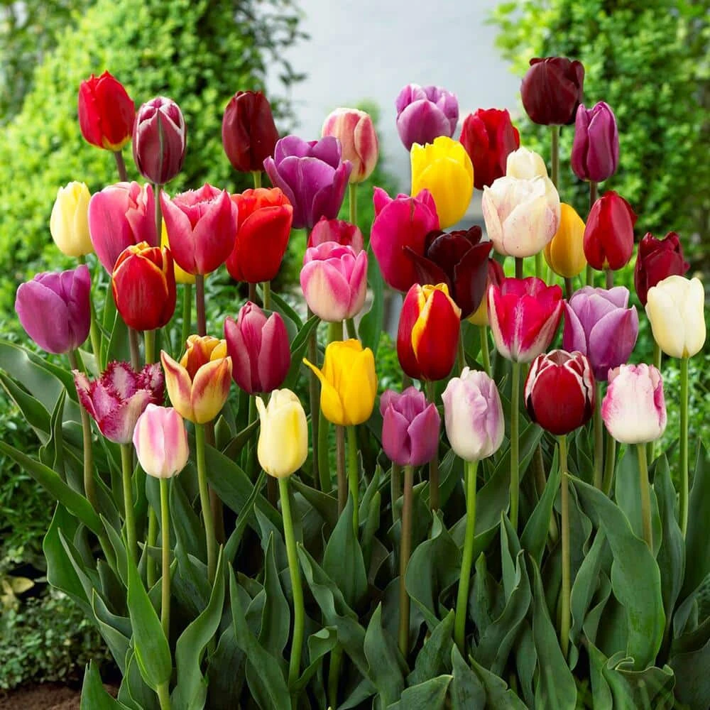 12/+ Cm, Breeders Mix Multi-color Tulip Flower Bulbs (Bag Of 25) 3 12/+ Cm, Breeders Mix Multi-color Tulip Flower Bulbs (Bag Of 25)