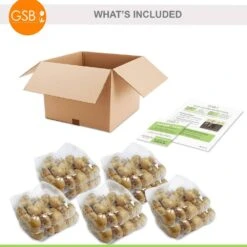 12/+ Cm, Breeders Mix Multi-Color Tulip Flower Bulbs (Bag Of 250) -Garden State Bulb garden state bulb flower bulbs ecf 32 250 10 fa 1000