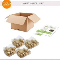 12/+ Cm, Single Early Royal Prince Mix Tulip Flower Bulbs (Bag Of 100) -Garden State Bulb garden state bulb flower bulbs ecf 33 100 04 76 1000