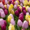 12/+ Cm, Single Early Royal Prince Mix Tulip Flower Bulbs (Bag Of 25) -Garden State Bulb garden state bulb flower bulbs ecf 33 25 01 64 1000