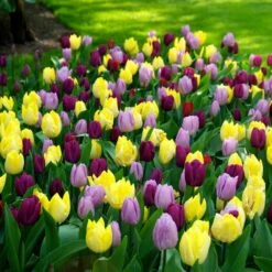 12/+ Cm, Single Early Royal Prince Mix Tulip Flower Bulbs (Bag Of 250) -Garden State Bulb garden state bulb flower bulbs ecf 33 250 10 31 1000