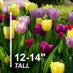 12/+ Cm, Single Early Royal Prince Mix Tulip Flower Bulbs (Bag Of 250) -Garden State Bulb garden state bulb flower bulbs ecf 33 250 10 4f 1000