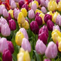 12/+ Cm, Single Early Royal Prince Mix Tulip Flower Bulbs (Bag Of 50)